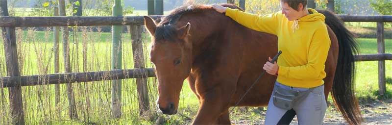 Help je Paard Buigen op de volte Oefening en Tips