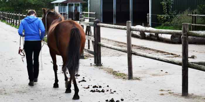 Paard met Trauma Behandeling