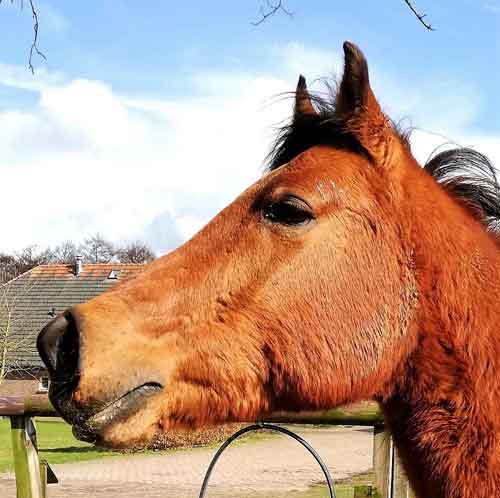 Paarden Karaktertypes Uitleg en Informatie Vuur Paard