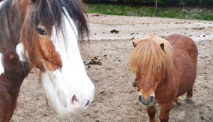 Paarden Karaktertypes Uitleg