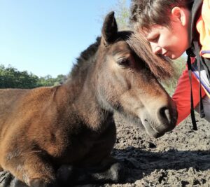 Liggend paard