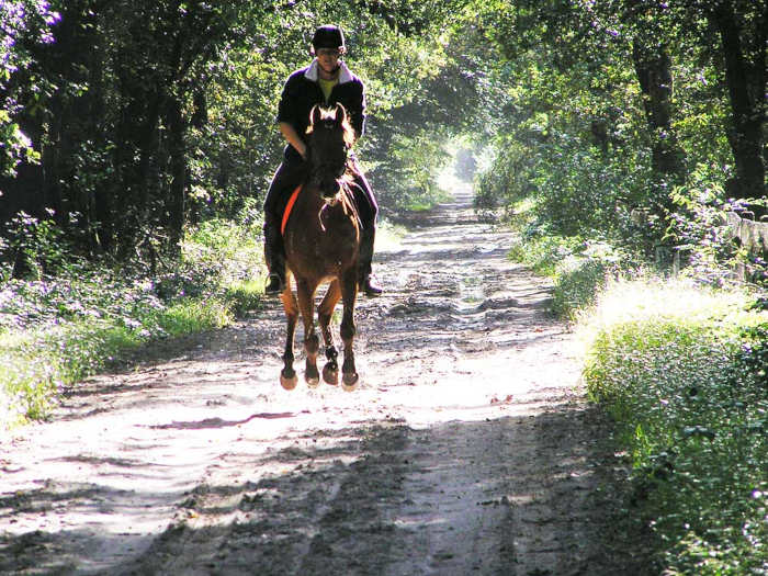 Houtpaard kenmerken uitleg en tips Waaraan kun je een Houtpaard herkennen