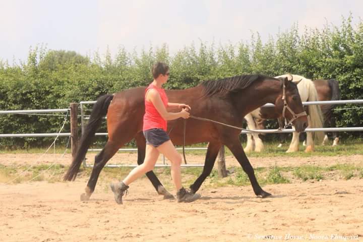 Achterhand paard beter trainen tips advies en uitleg