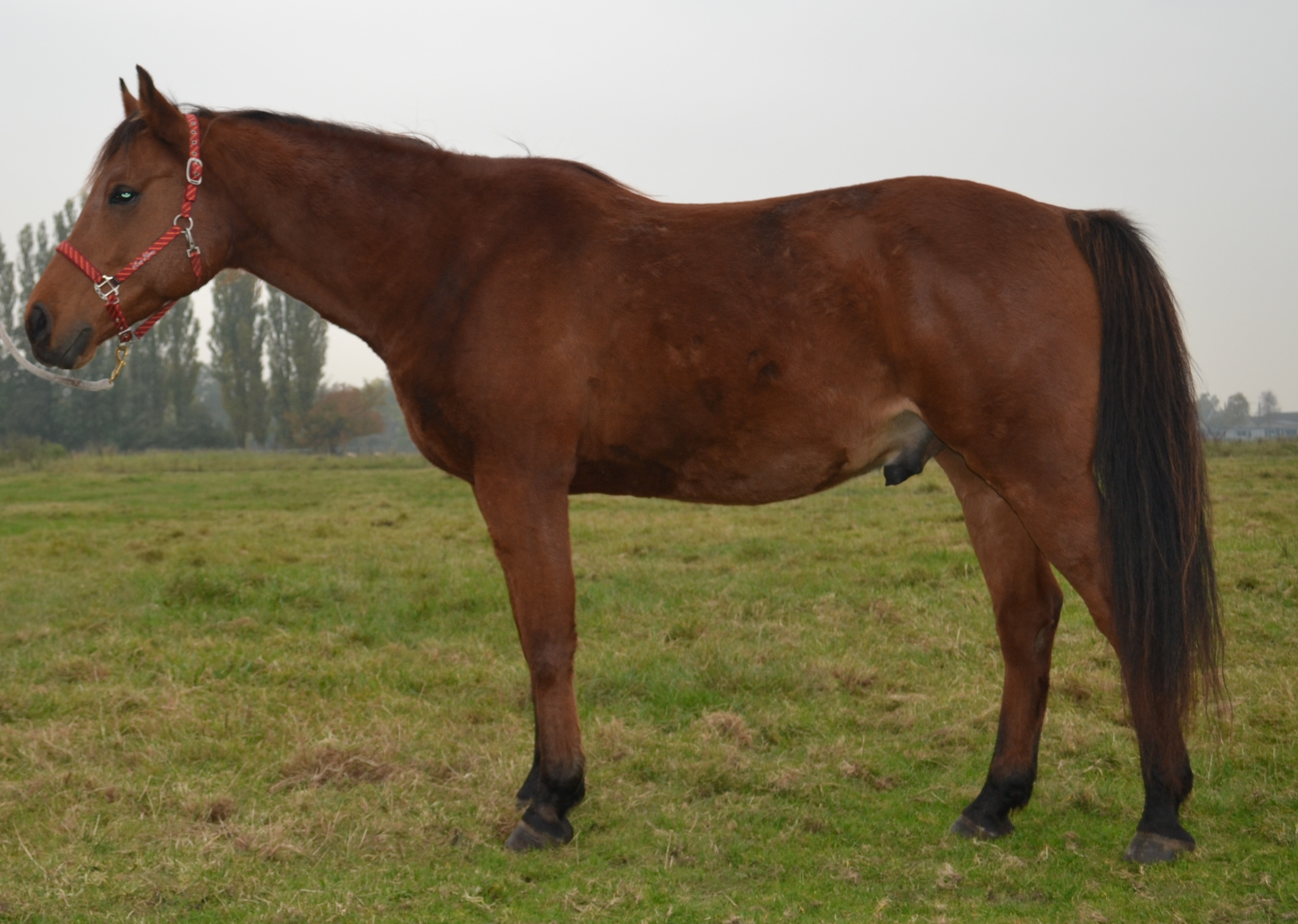 Beenstand paard onderstandig