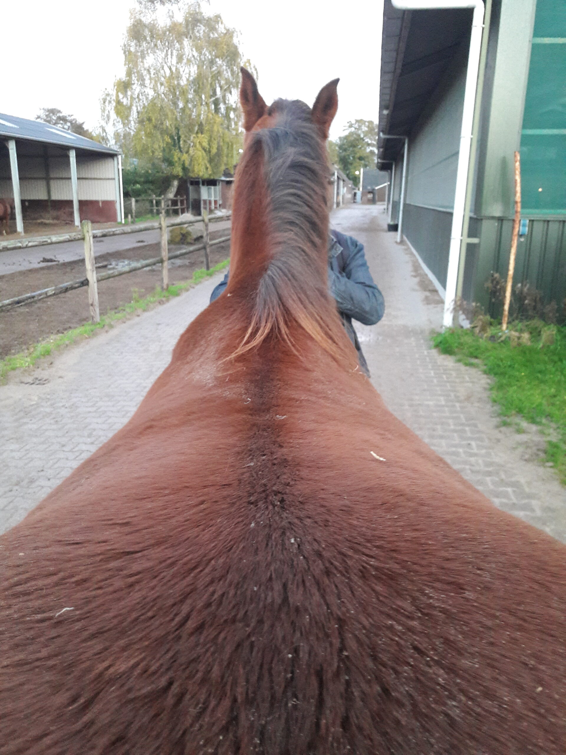 Ongelijke schouders paard