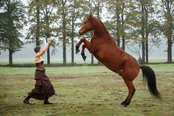 Stress bij paarden tips en advies bij de omgang met een gestrest paard