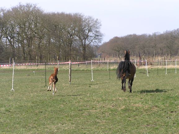 Stress bij paarden tips en advies bij de omgang met een gestrest paard