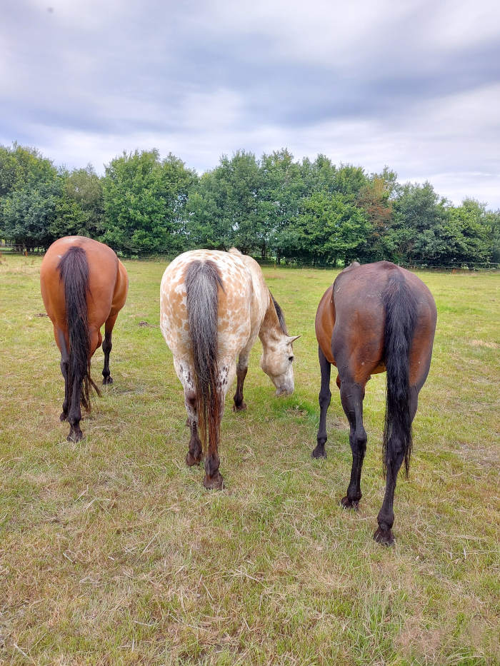 Hoe kun je blessures bij je paard voorkomen