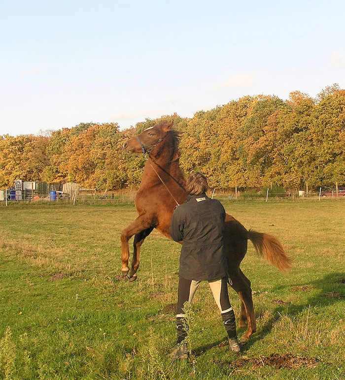 Waaraan herken je pubergedrag bij een paard