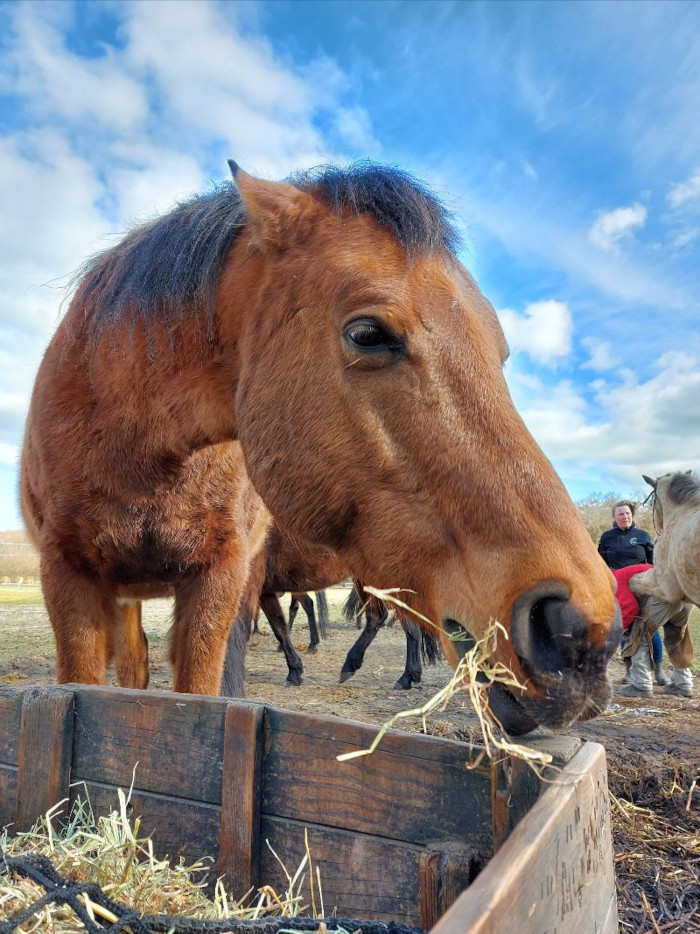 Waaraan kun je dominant gedrag van een paard herkennen