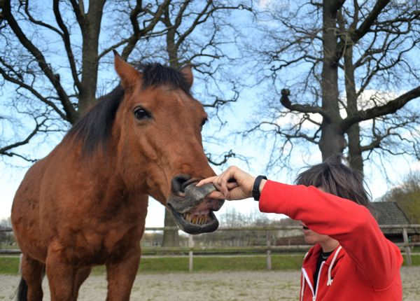 Paard tanden poetsen tips