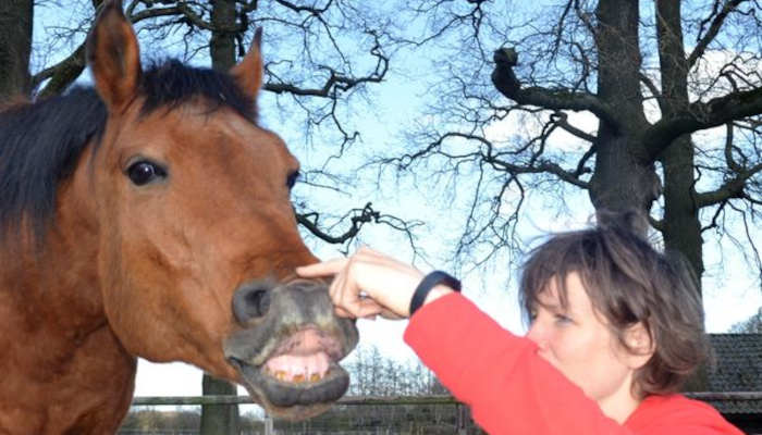 Paard tanden poetsen zonder dwang