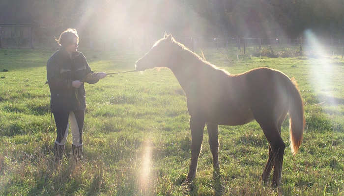 Paard trekt zich los – Wat kun je doen?