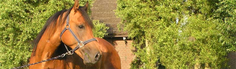 Emoties bij paarden en de impact op training deel 1