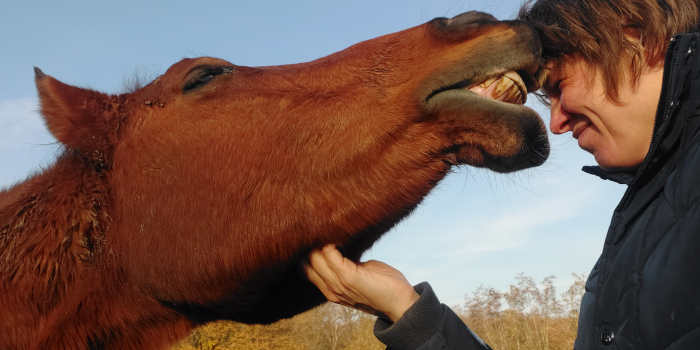 Paard bijt! Wat kun je ertegen doen?