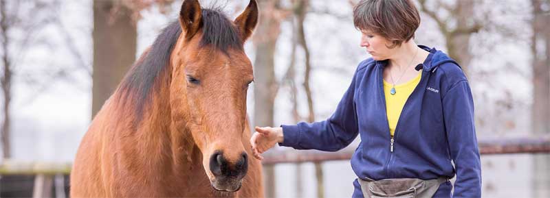 Paard revalideren met behulp van controle en keuzevrijheid