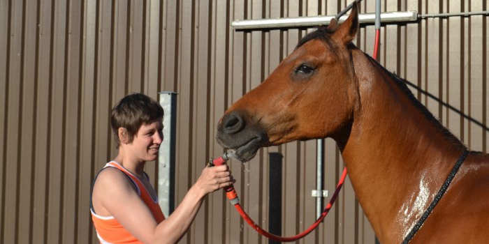 Zweten van een paard. Wat betekent dat?