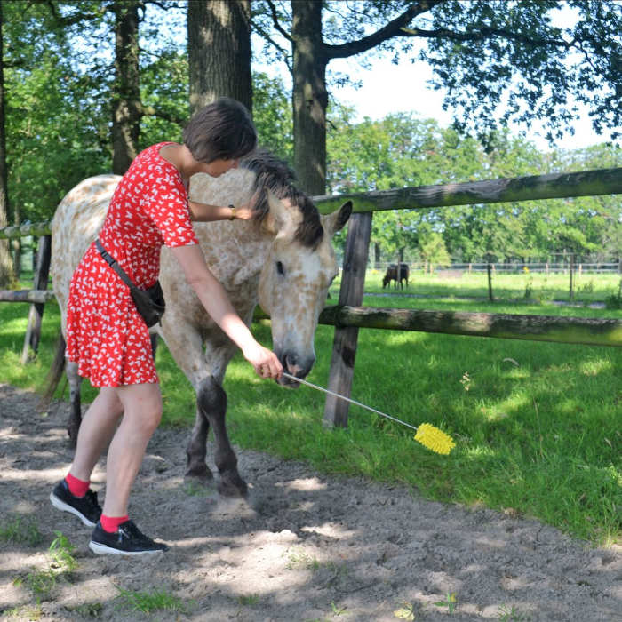 Geheugen paard trainen