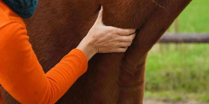 Minicursus pijn bij paarden herkennen