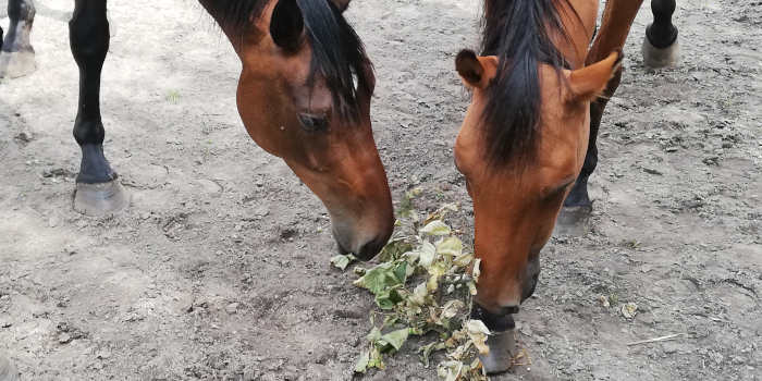 Voernijd en voerstress bij paarden