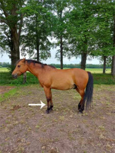 Paard staat op rust