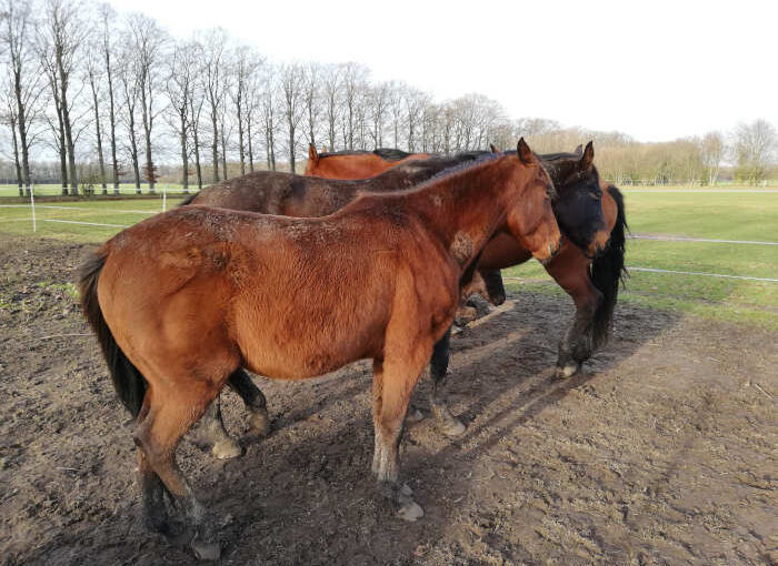 Paard staat veel op rust Wat betekent dat