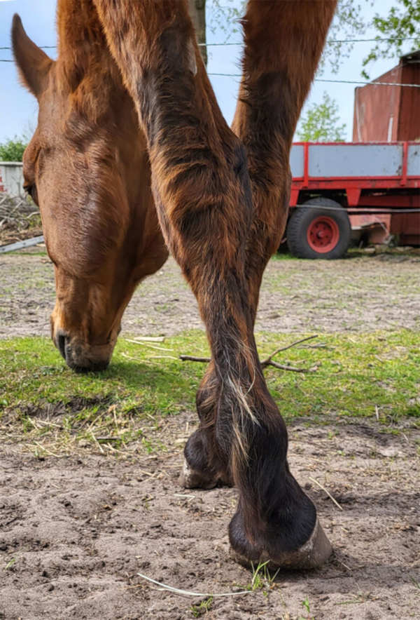 Lomp paard en onhandig paard Wat zijn de oorzaken