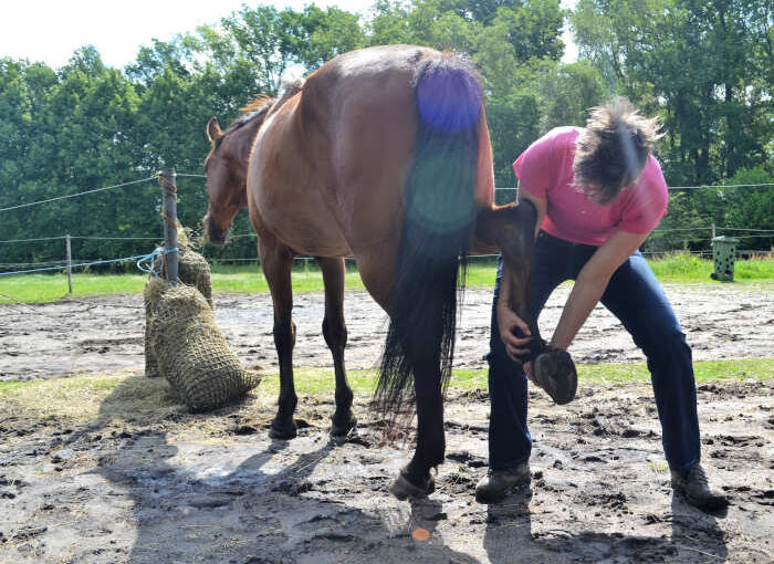 Cursus jouw paard lekker in zijn vel