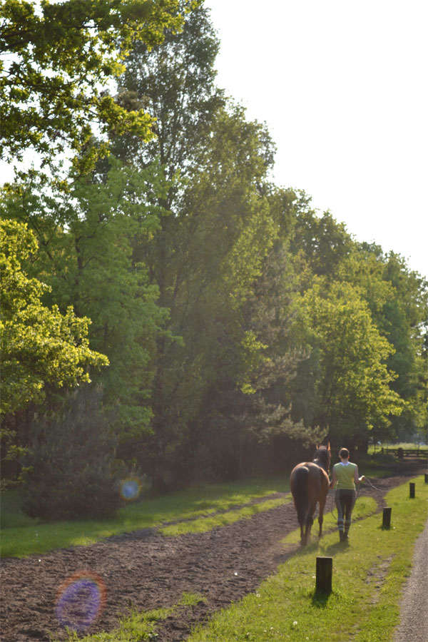 Leiderschap bij paarden