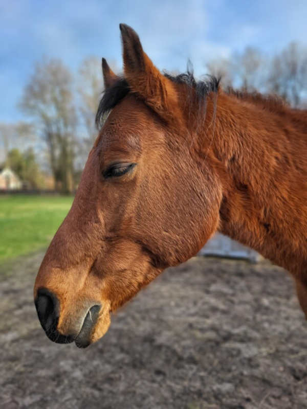 Hoe ontspan je de hals van je paard na stress